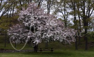 Cherry Tree, Portland, Maine