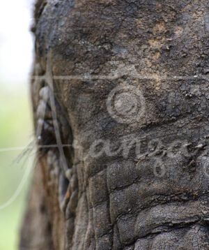Elephant, Tarangire, Tanzania