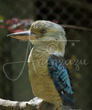 Kingfisher, Houston Zoo, Texas