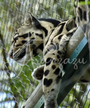 Clouded Leopard, Houston Zoo, Texas