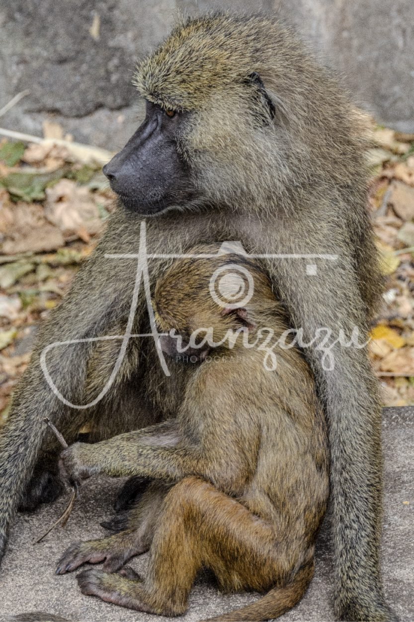 Monkey and baby, Ngorongoro, Tanzania
