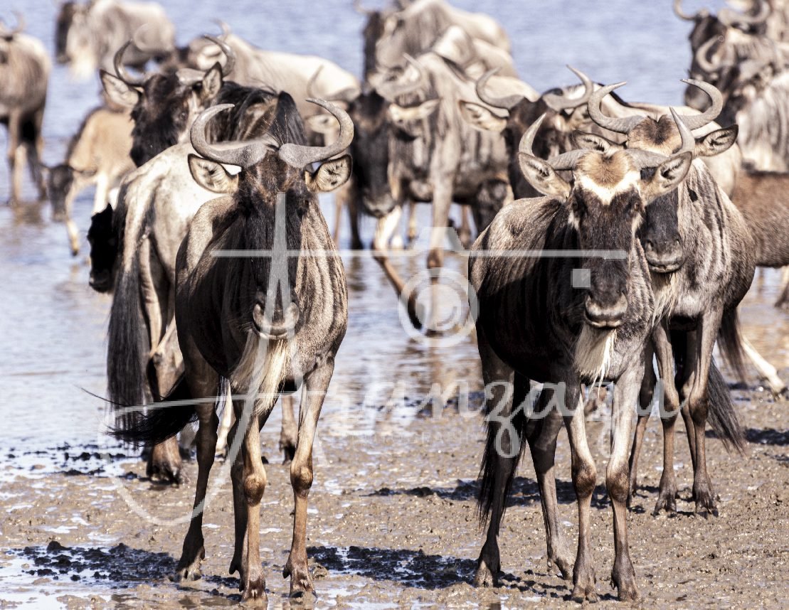 Wildebeest , Ndutu, Tanzania