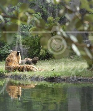 Houston Zoo, Houston, Texas