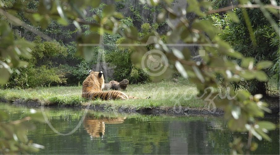 Houston Zoo, Houston, Texas