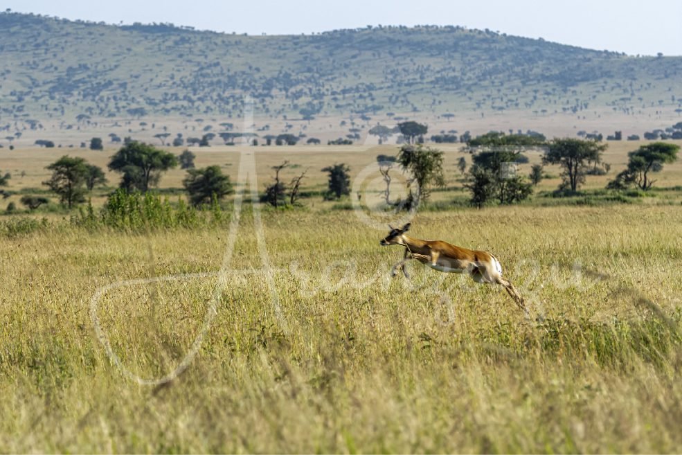 Serengeti, Tanzania