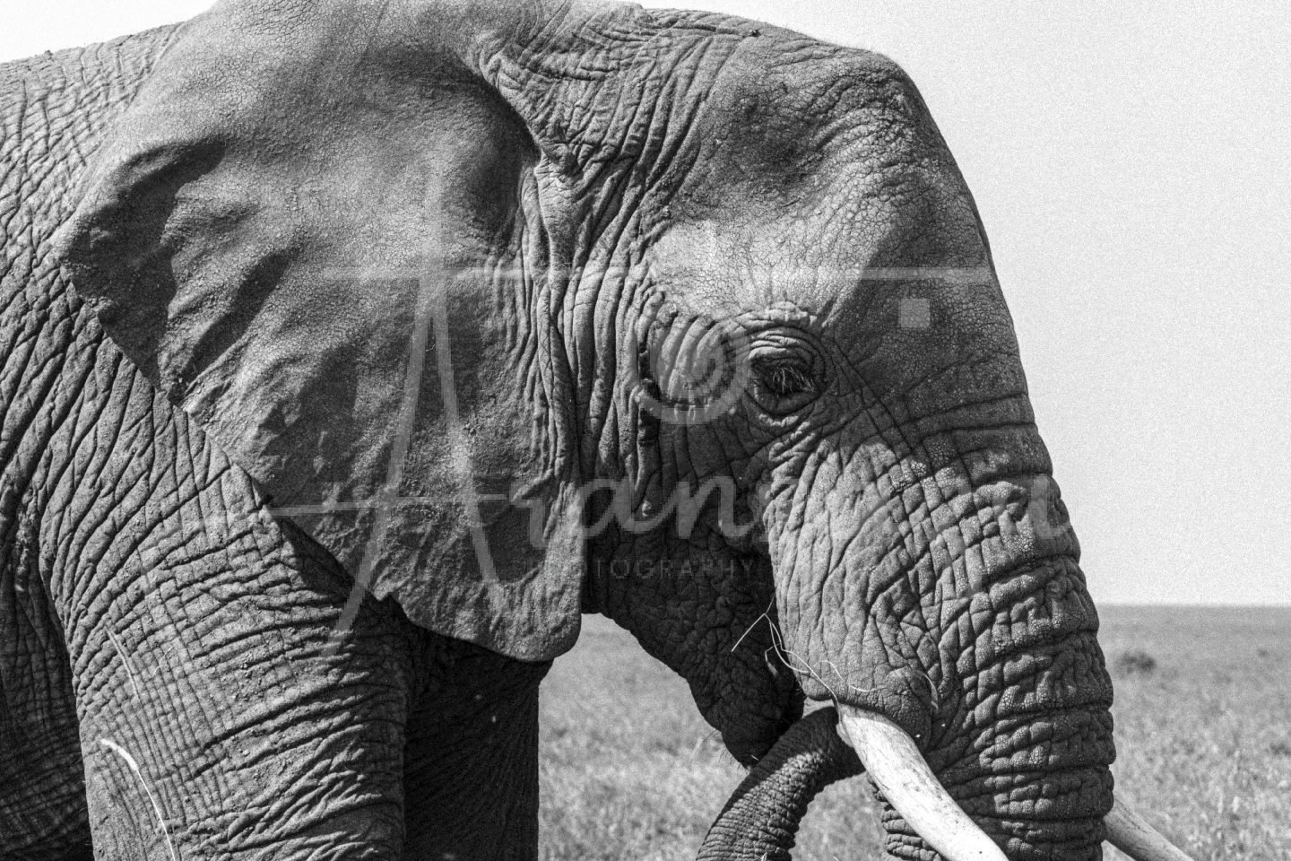 Elephant, Tarangire, Tanzania