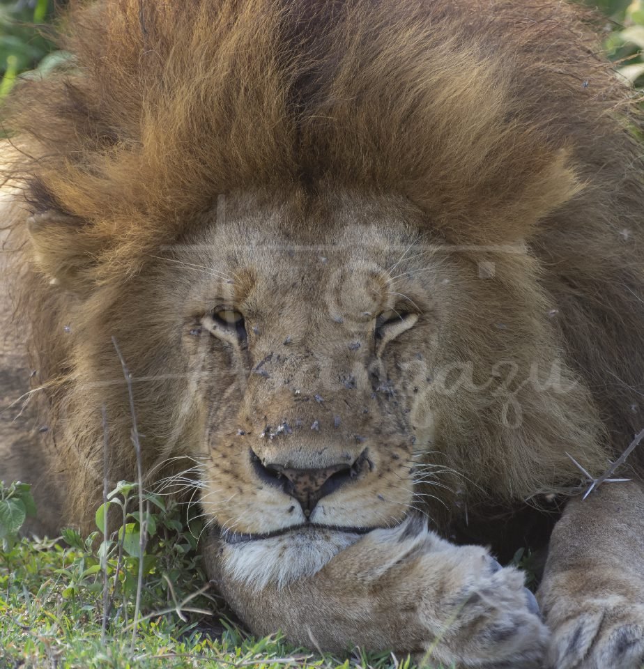 Lion, Serengeti, Tanzania