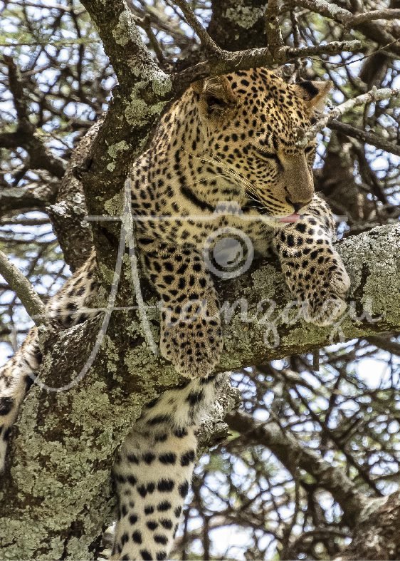 Leopard, Serengeti, Tanzania