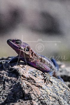 Mwanza flat-headed rock awama, Serengeti, Tanzania