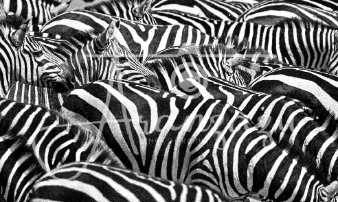 Zebras, Serengeti, Tanzania