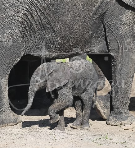 Elephant, Tarangire, Tanzania