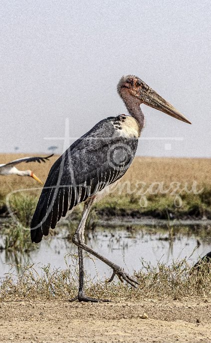 Maribou Stork, Serengeti, Tanzania