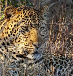 Leopard, Kruger Reserve, South Africa