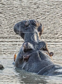 Hippopotamus, Serengeti, Tanzania