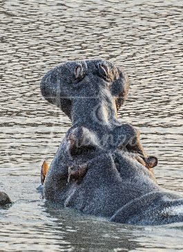 Hippopotamus, Serengeti, Tanzania