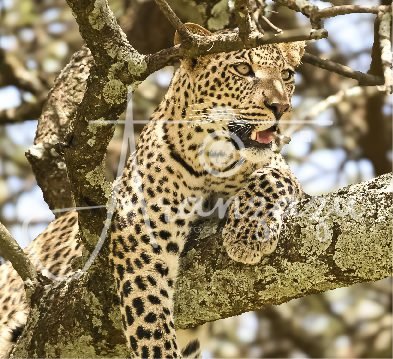 Leopard, Serengeti, Tanzania