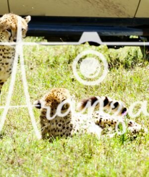 Cheetahs, Serengeti, Tanzania