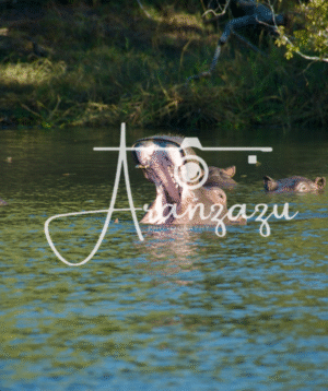Hippopotamus, Serengeti, Tanzania-3
