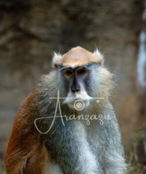 Houston Zoo, Houston, Texas-3