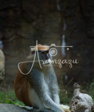 Houston Zoo, Houston, Texas-4