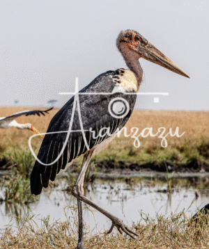 Maribou Stork, Serengeti, Tanzania