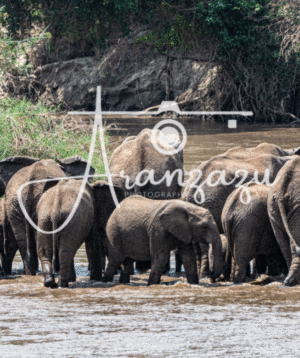 Elephants, Tarangire, Tanzania