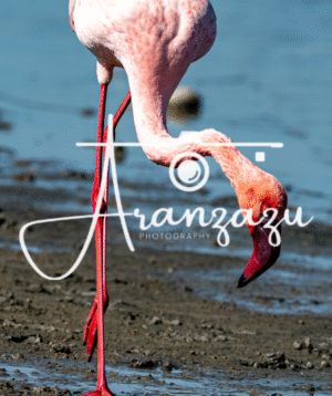 Flamingo, Ndutu, Tanzania