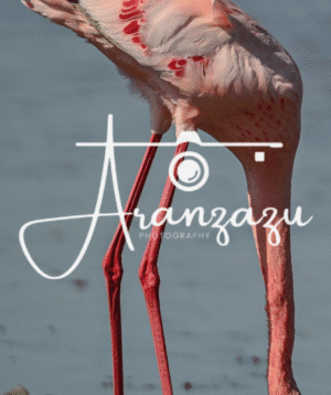 Flamingo, Ndutu, Tanzania-2