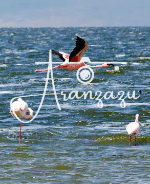 Flamingos, Ngorongoro, Tanzania