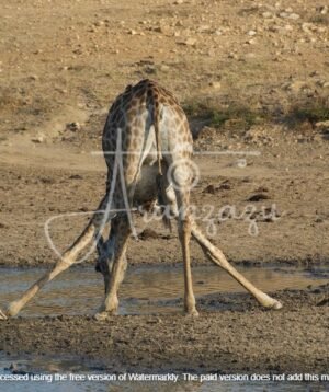 Giraffe, Serengeti, Tanzania