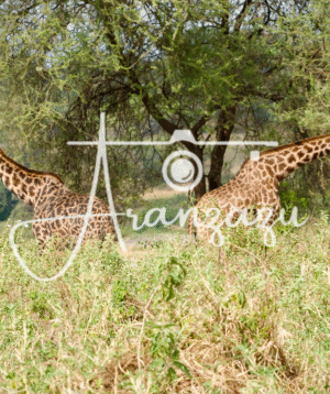 Giraffes, Serengeti, Tanzania-2