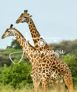Giraffes, Serengeti, Tanzania-3