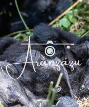 Gorilla, Volcanoes National Park, Rwanda-2