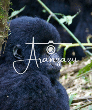 Gorilla, Volcanoes National Park, Rwanda