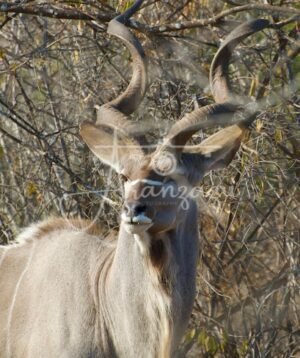 Greater Kudu, Serengeti, Tanzania
