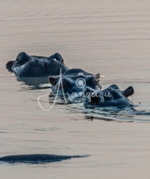 Hippopotamus, Serengeti, Tanzania-2