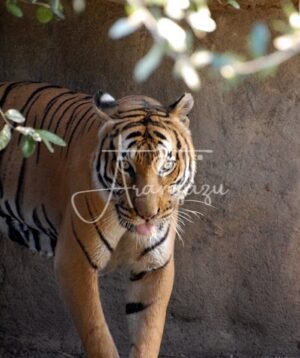 Houston Zoo, Houston, Texas-2