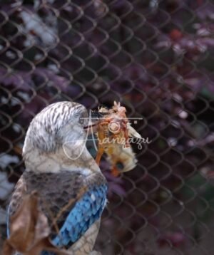 Kingfisher, Houston Zoo, Houston, Texas