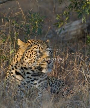 Leopard, Kruger Reserve, South Africa-2
