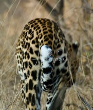 Leopard, Kruger Reserve, South Africa-4