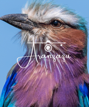 Lilac-breasted Roller, Tarangire, Tanzania-2