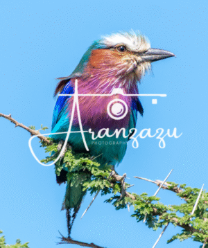 Lilac-breasted Roller, Tarangire, Tanzania