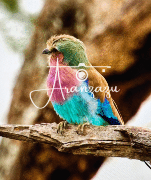 Lilac-breated Roller, Serengeti, Tanzania