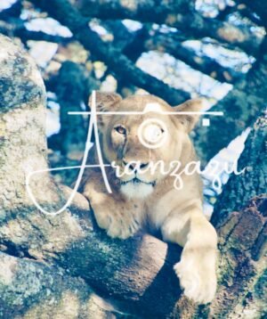 Lioness, Serengeti, Tanzania