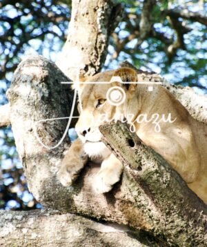 Lioness observing, Serengeti, Tanzania