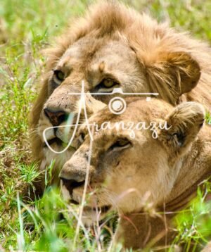 Lions, Serengeti, Tanzania
