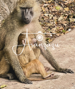 Monkey and baby monkey, Ngorongoro, Tanzania