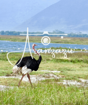 Ostrich, Ngorongoro,Crater, Tanzania