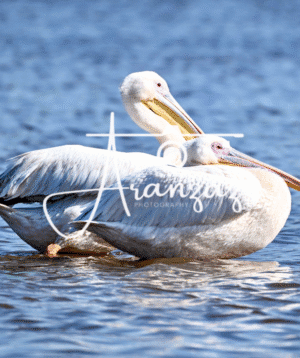 Pelicans, Ndutu, Tanzania