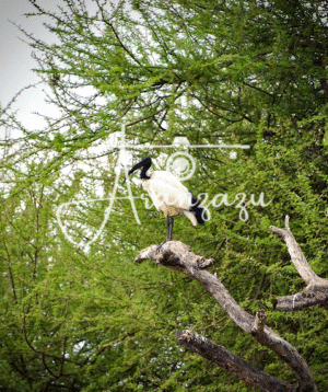 Sacred Ibis, Serengeti, Tanzania